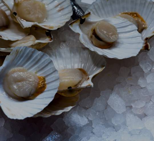 scallops