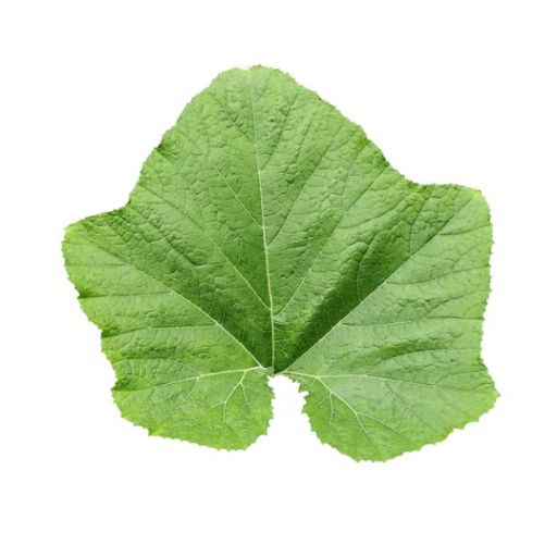 pumpkin_leaves_frozen